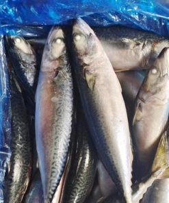 Cá nục đông biển ( Đủ size)