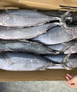 Cá ngừ thu ( sọc dưa)